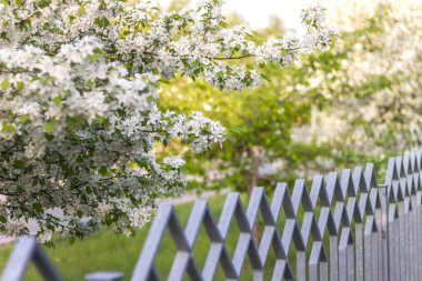 Bahar. Mayısta, güneşli bir günde çitin arkasında çiçek açan elma ağaçları..