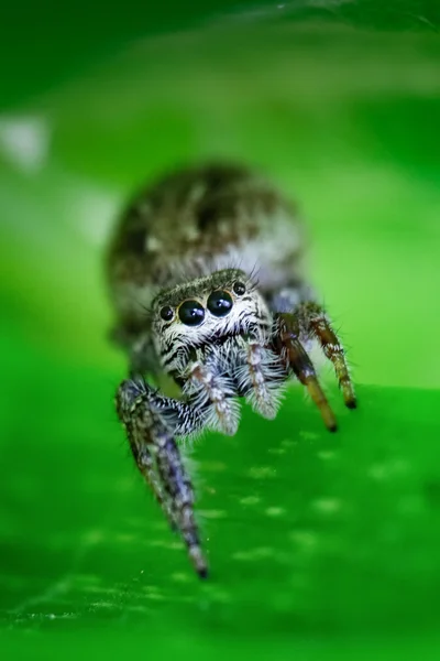 Vista macro de una araña saltadora — Foto de Stock