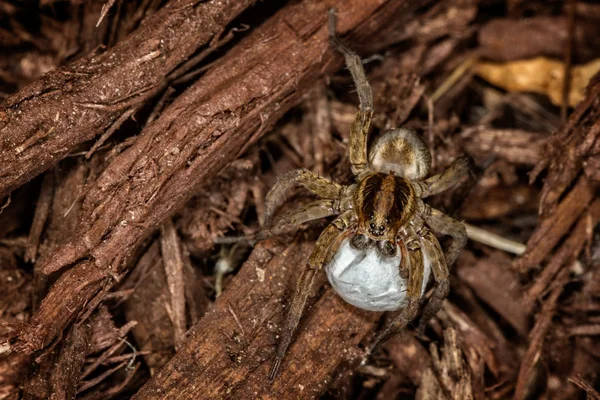 Kvinnliga wolf spider — Stockfoto