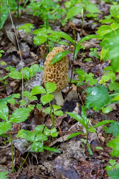 Tek morel mantarlı