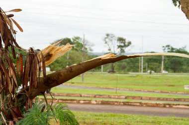 Şiddetli bir yağmur ve fırtına sırasında kopan bir ağaç dalı.