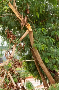 Şiddetli bir yağmur ve fırtına sırasında kopan bir ağaç dalı.