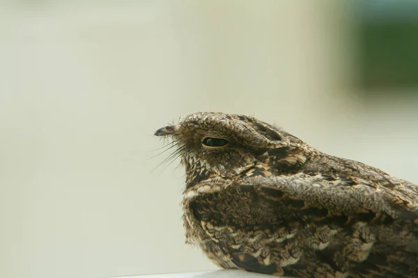 Pássaro Castanho Selvagem Conhecido Como Pequeno Nightjar Poleiro Uma Borda — Fotografia de Stock