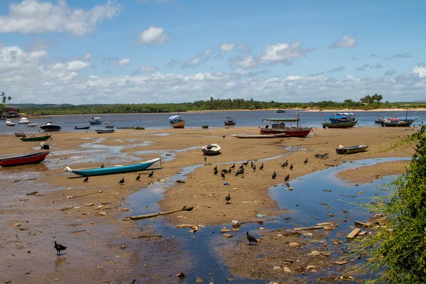 Sęp Zbierający Resztki Łodzi Rybackich Podczas Odpływu Plaży Corcao Praia — Zdjęcie stockowe