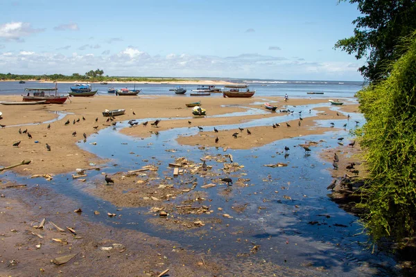 Sęp Zbierający Resztki Łodzi Rybackich Podczas Odpływu Plaży Corcao Praia — Zdjęcie stockowe