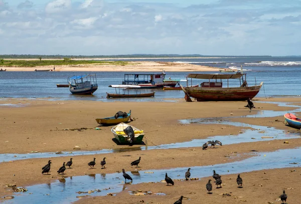 Sęp Zbierający Resztki Łodzi Rybackich Podczas Odpływu Plaży Corcao Praia — Zdjęcie stockowe