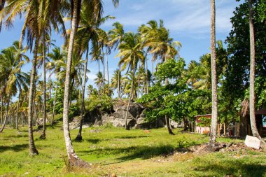 Brezilya 'nın Morro do Sao Bahia adası yakınlarında bir hindistan cevizi koruluğu.