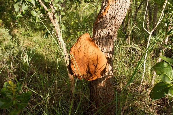 Гніздо Термітів Дереві Burle Marx Park Brasilia Часто Зустрічається Саванах — стокове фото