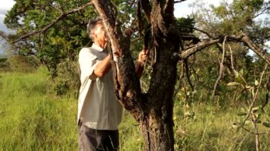 Brezilya savanalarında ölü bir ağacı inceleyen bir biyolog.