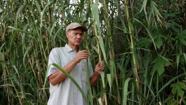 Biologe Vor Ort Inspiziert Elefantengras Das Den Savannen Brasiliens Wächst — Stockvideo