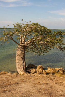 Boabab Ağacı namı diğer Imbondeiro ağacı Luanda, Angola, Afrika yakınlarında ve çevresinde bulunabilir.