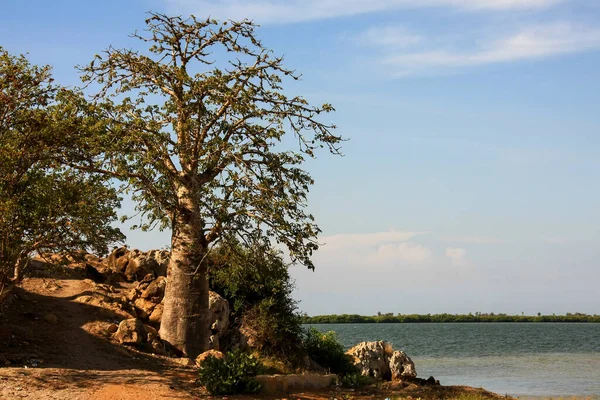 Boabab Δέντρο Γνωστό Και Δέντρο Imbondeiro Που Μπορεί Βρεθεί Κοντά — Φωτογραφία Αρχείου