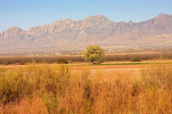 Las Cruces New Mexico 'daki Organ Dağı manzarası