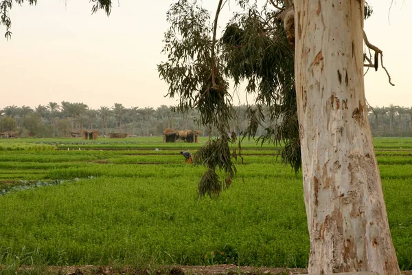 Terreni Agricoli Fertili Fuori Del Cairo Egitto Vicino Fiume Nilo — Foto Stock