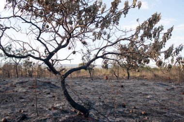 Brasilia şehrinin kuzeybatısında, Burle Marx Park 'ta çıkan yangının kalıntıları.