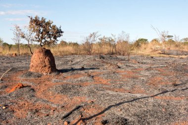 Brasilia şehrinin kuzeybatısında, Burle Marx Park 'ta çıkan yangının kalıntıları.