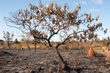 Brasilia şehrinin kuzeybatısında, Burle Marx Park 'ta çıkan yangının kalıntıları.