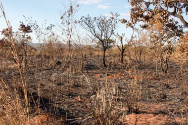 Brasilia şehrinin kuzeybatısında, Burle Marx Park 'ta çıkan yangının kalıntıları.