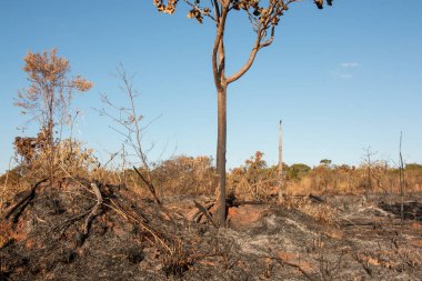 Brasilia şehrinin kuzeybatısında, Burle Marx Park 'ta çıkan yangının kalıntıları.