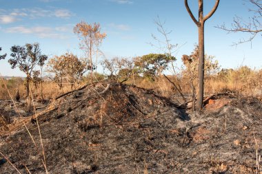 Brasilia şehrinin kuzeybatısında, Burle Marx Park 'ta çıkan yangının kalıntıları.