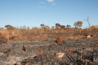 Brasilia şehrinin kuzeybatısında, Burle Marx Park 'ta çıkan yangının kalıntıları.