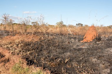 Brasilia şehrinin kuzeybatısında, Burle Marx Park 'ta çıkan yangının kalıntıları.