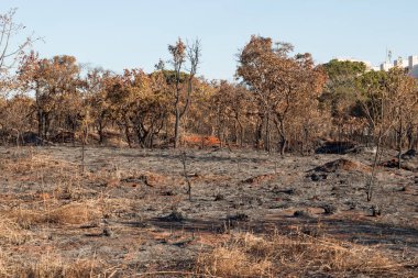 Brasilia şehrinin kuzeybatısında, Burle Marx Park 'ta çıkan yangının kalıntıları.
