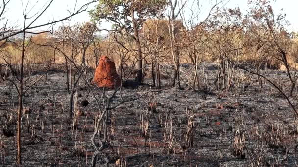 Verbrande Resten Van Een Brand Het Noordwesten Van Stad Brasilia — Stockvideo