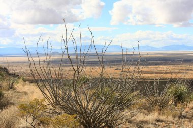 Ön planda Ocotillo ve Yucca Kaktüsü ve Arka planda Organ Dağları, Güneybatı New Mexico