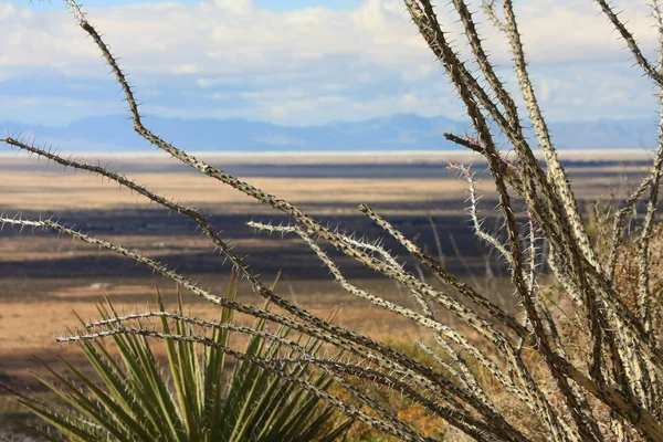 Ön planda Ocotillo ve bir Yucca Kaktüsü ve Arka planda Organ Atlıları, Güneybatı New Mexico