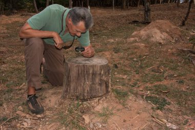 Biyolog büyüteçle ağaç halkalarını inceliyor.
