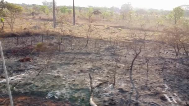 Restos Carbonizados Incendio Forestal Bloque 711 Nororeste Noroeste Brasilia Brasil — Vídeo de stock