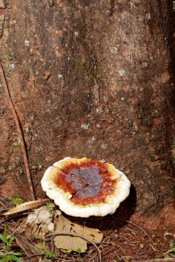 Devasa Parlak Mantarlar Ağacın kenarında yetişiyor 