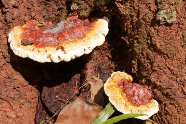Ağacın kenarında büyüyen dev bilezik mantarları. 