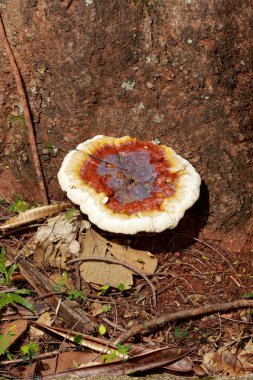 Ağacın kenarında büyüyen dev bilezik mantarları. 