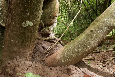 Kamu parkındaki bir ağaç, termit istilası yüzünden devrilmek üzere. Bu da güvenlik açığına neden oluyor..