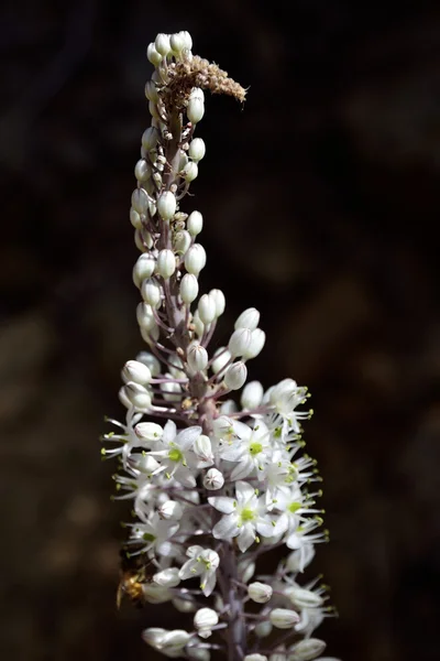 Deniz Squill çiçek çiçek.
