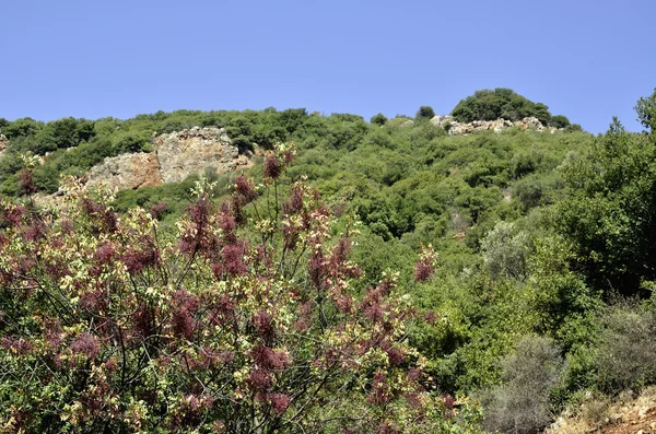 Floresta de verão no Norte de Israel . — Fotografia de Stock