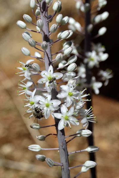 Flor de flor Sea Squill . Fotografias De Stock Royalty-Free