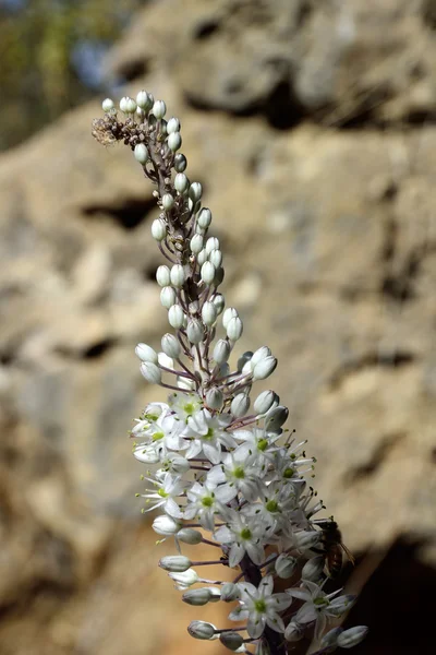 Flor de flor Sea Squill . Fotografias De Stock Royalty-Free