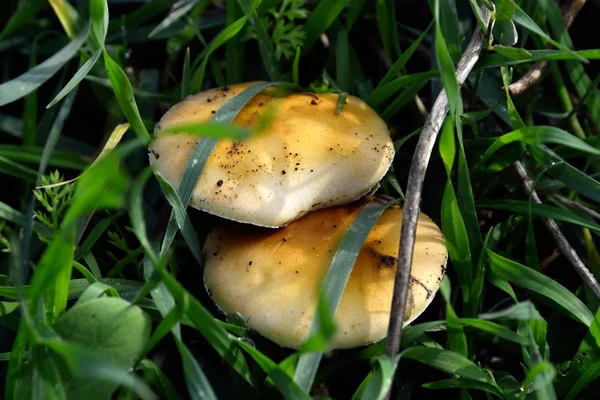 Russula mushrooms. — Stock Photo, Image