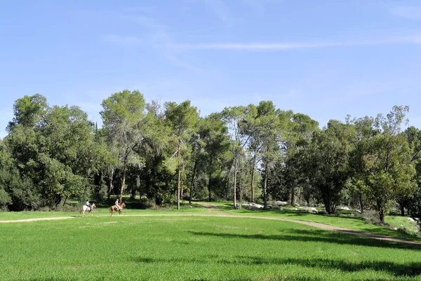 Passeio a cavalo na floresta de verão . — Fotografia de Stock