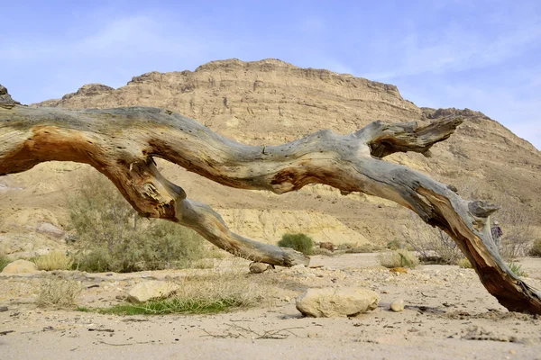 Martwy suche drzewo na pustyni Negew. — Zdjęcie stockowe