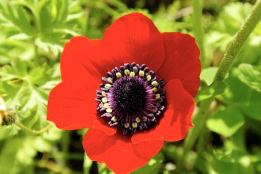 Kırmızı Anemone çiçeği closeup.