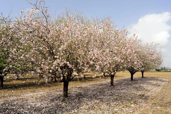 Fiori di mandorlo . — Foto Stock