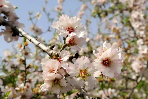 Almond trees blossom. — Stock Photo, Image