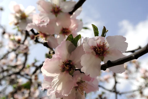 Almond trees blossom. — Stock Photo, Image