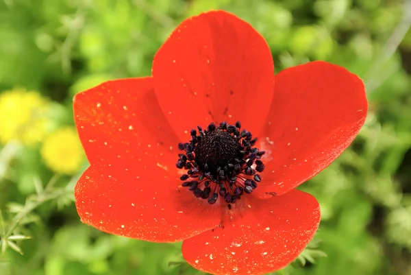 Fresh Anemone flower. — Stock Photo, Image