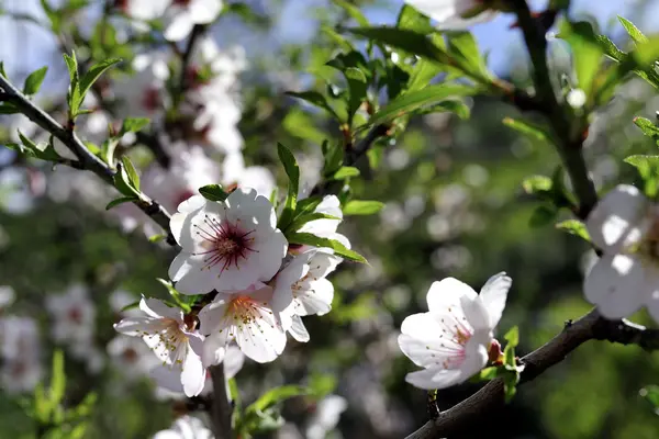 Almond trees blossom. — Stock Photo, Image