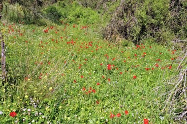 Bahar çim halı, İsrail